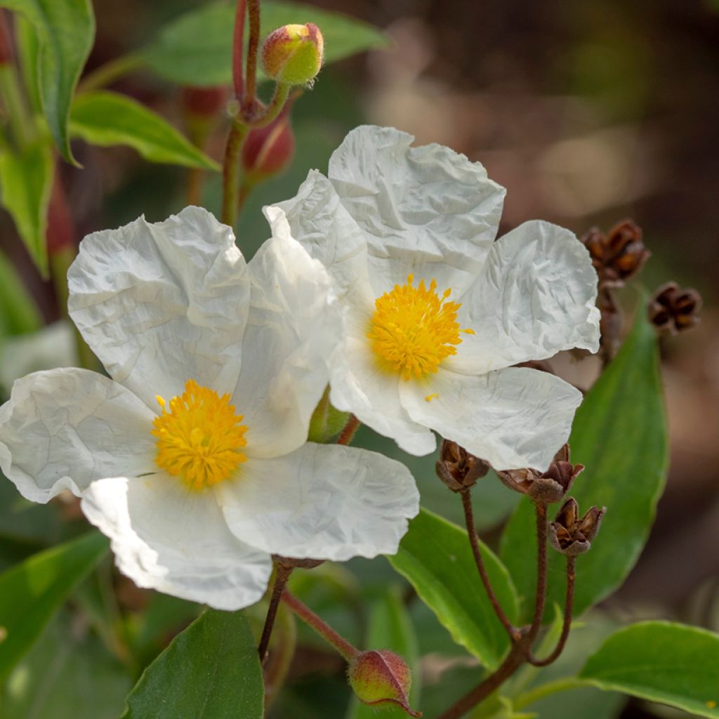 Lorbeerblättrige Zistrose (Samen) - Cistus laurifolius