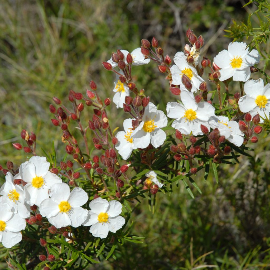 Montpellier-Zistrose (Samen) - Cistus monspeliensis