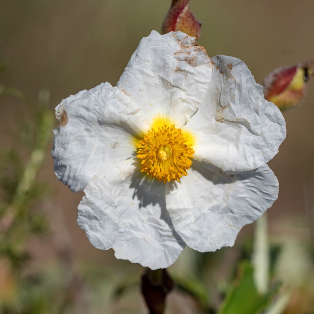 Montpellier-Zistrose (Samen) - Cistus monspeliensis