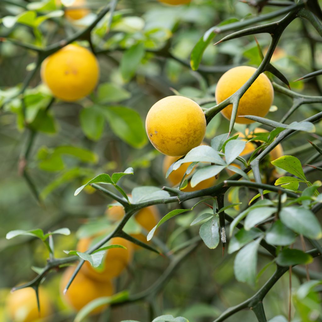 Dreiblättrige Orange (Samen) - Poncirus trifoliata