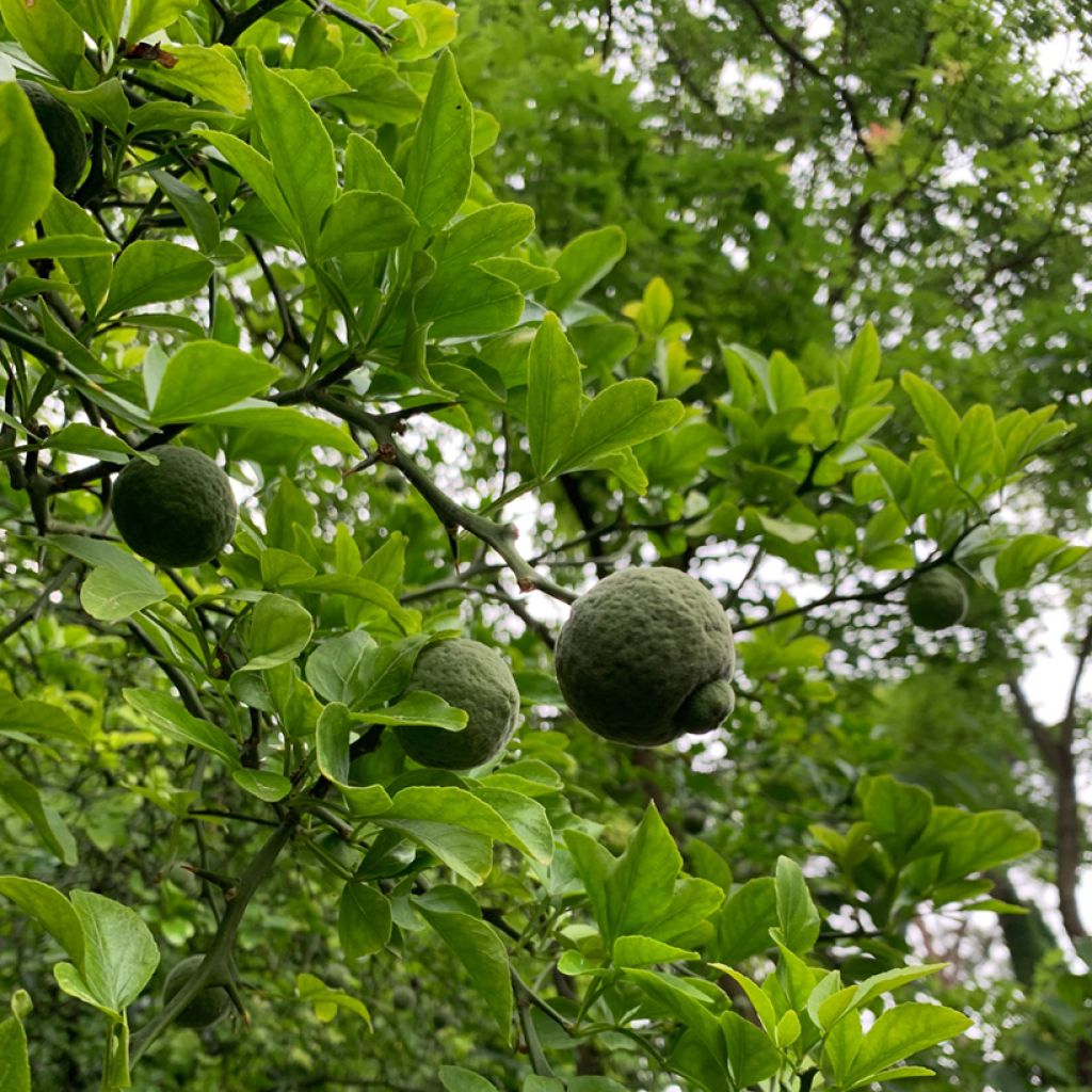 Dreiblättrige Orange (Samen) - Poncirus trifoliata