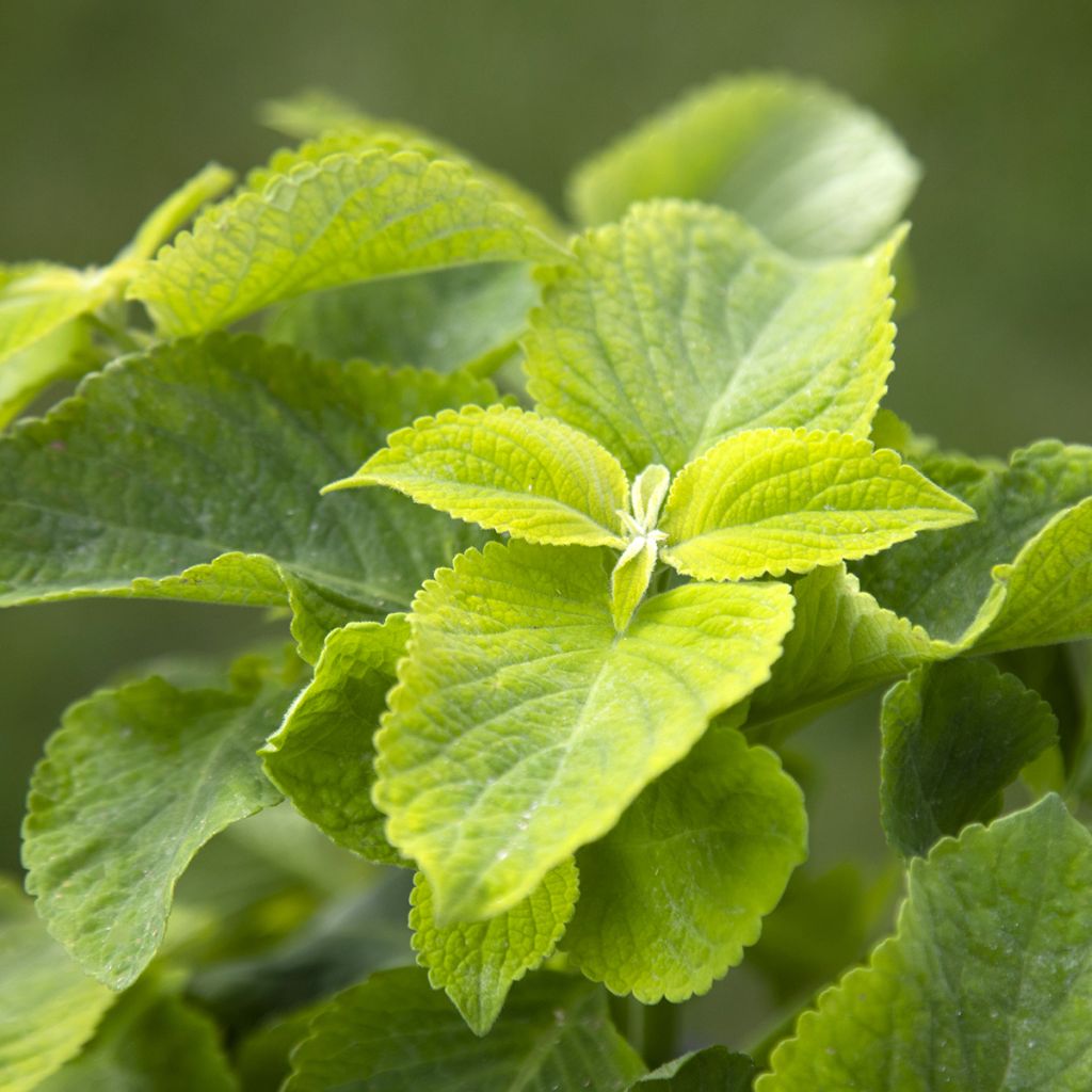 Buntnessel Mezmerize​ Bright Green (Samen) - Solenostemon