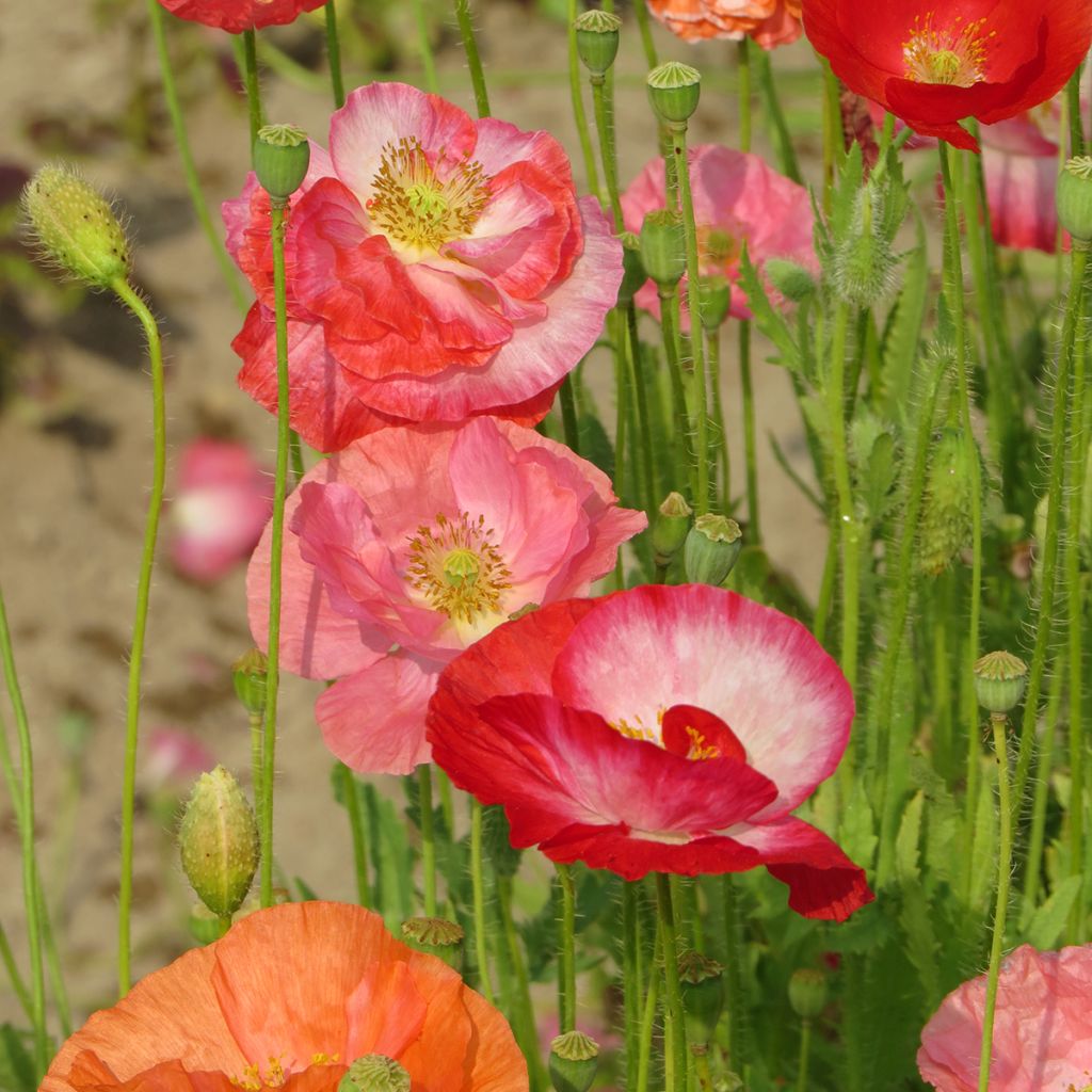 Klatsch-Mohn Shirley Mix (BIO samen) - Papaver rhoeas