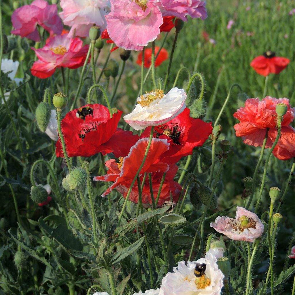 Klatsch-Mohn Shirley Mix (BIO samen) - Papaver rhoeas