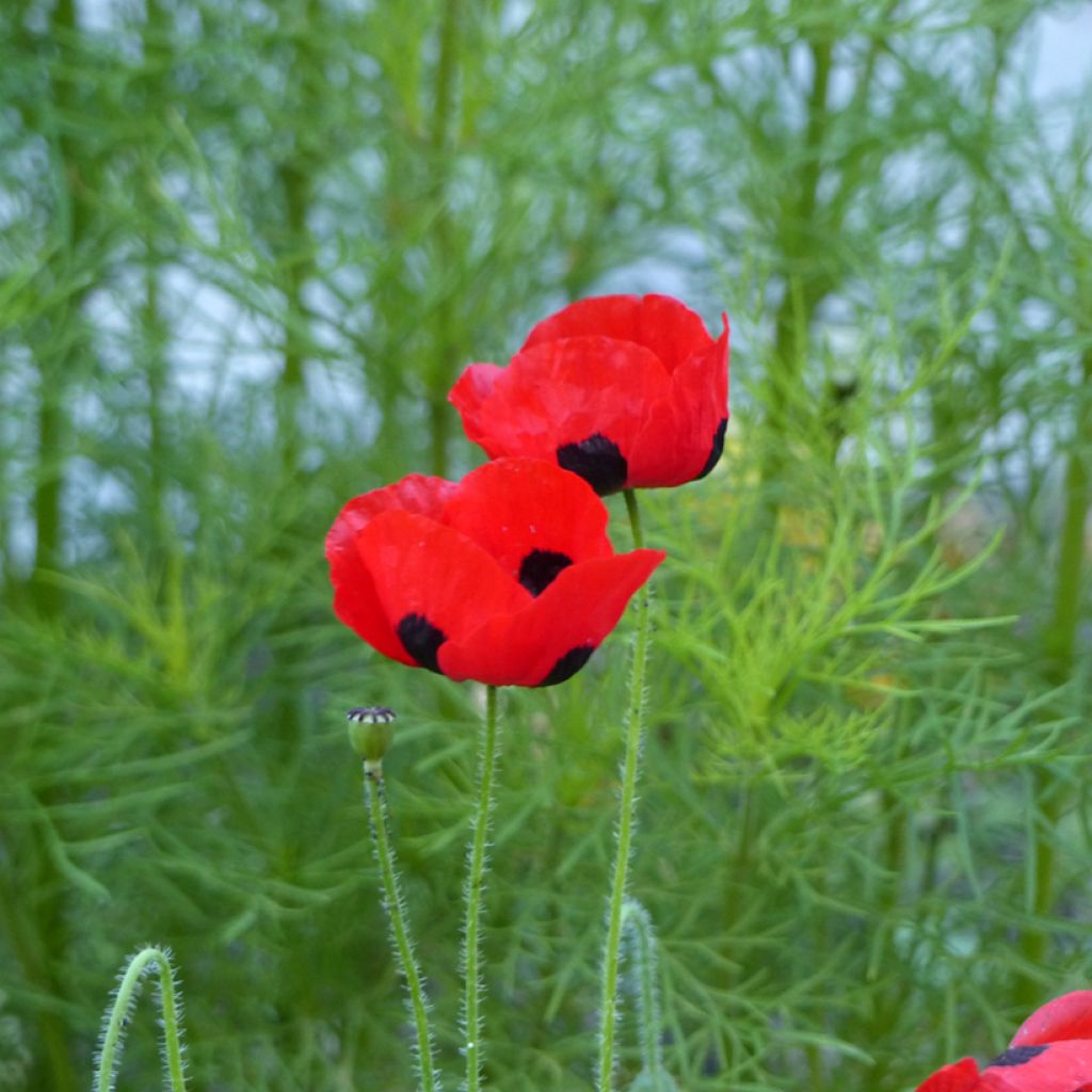 Papaver commutatum Ladybird (Samen) - Marienkäfer-Mohn