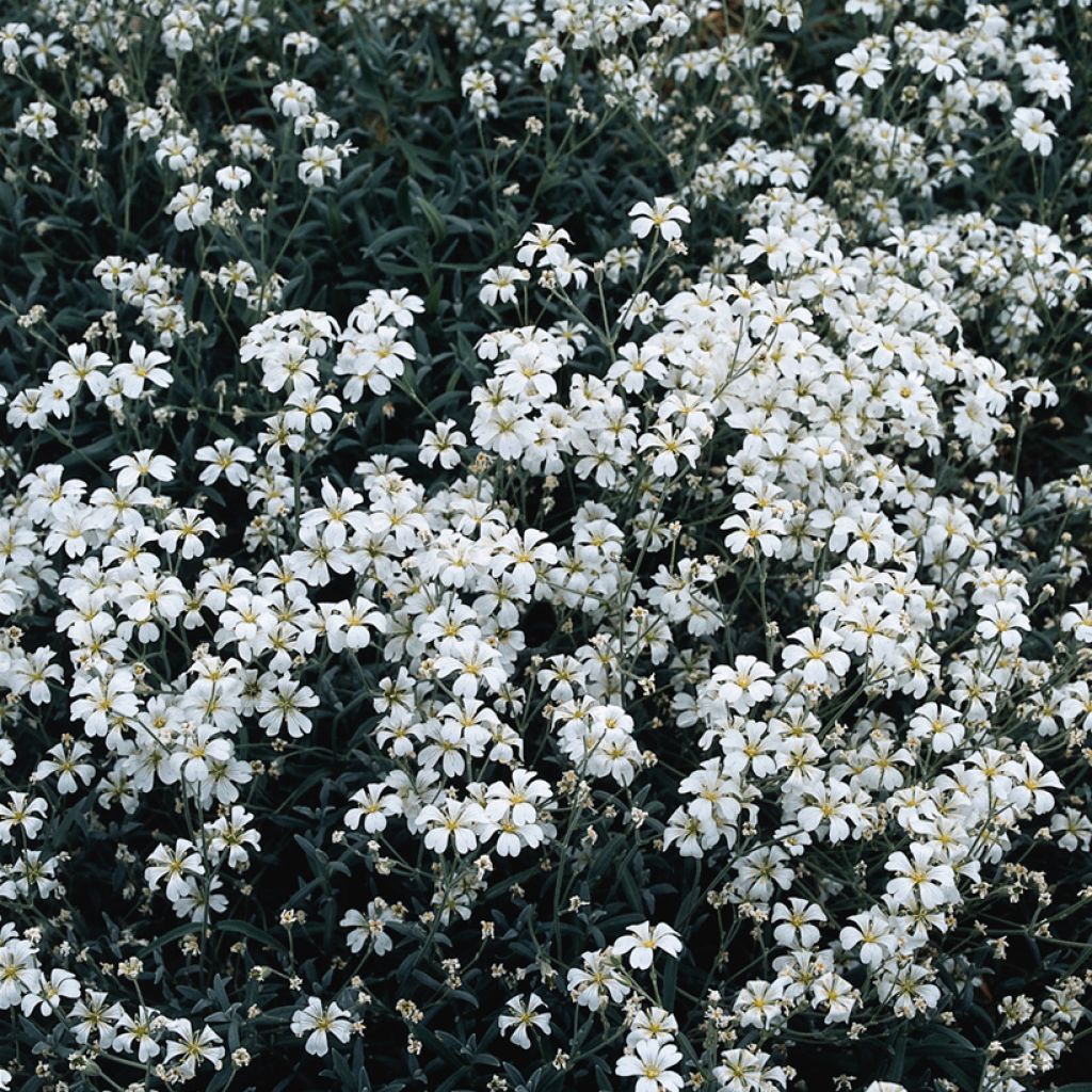 Cerastium biebersteinii (Samen) - Bieberstein Hornkraut