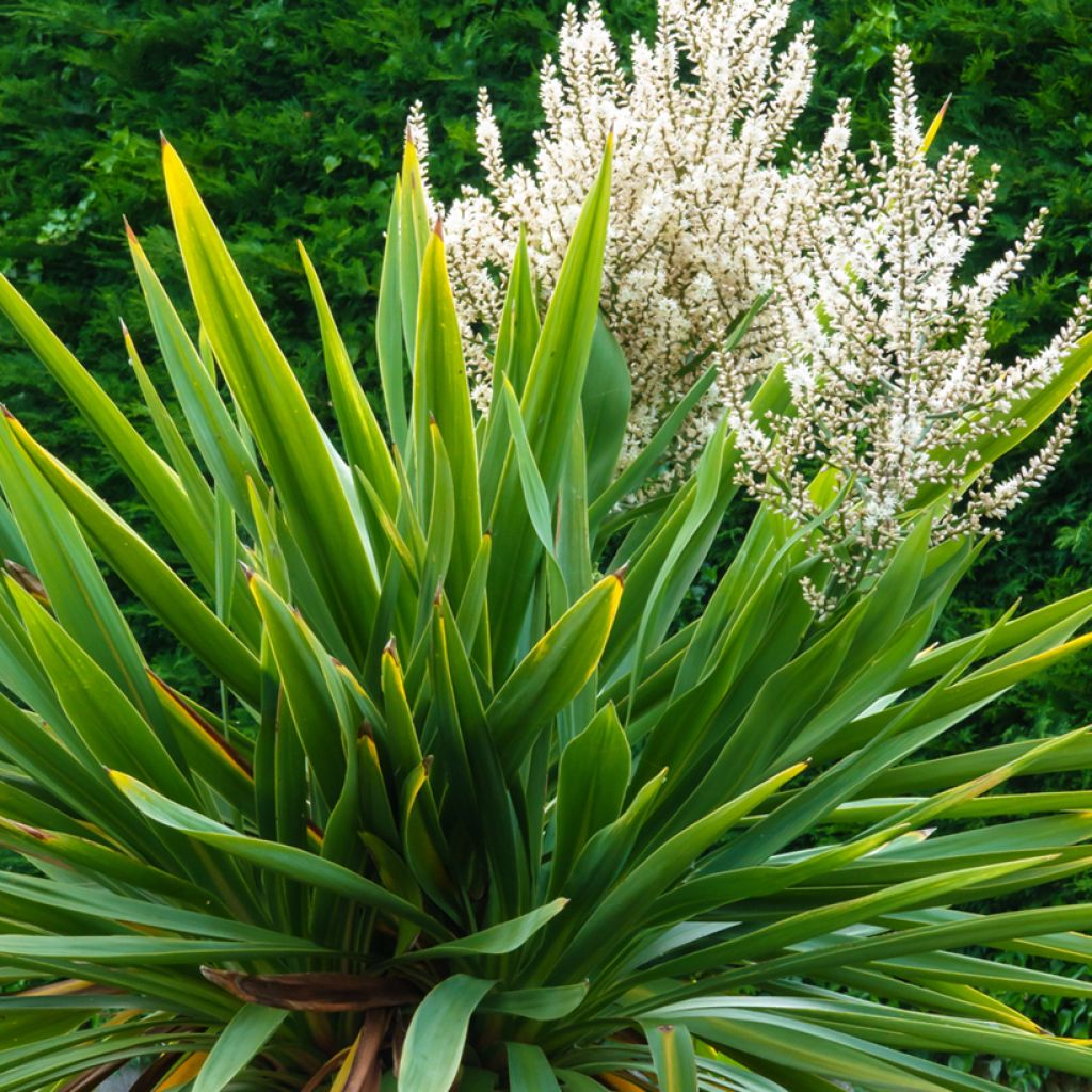 Grüne Cordyline australis (Samen) - Keulenlilie