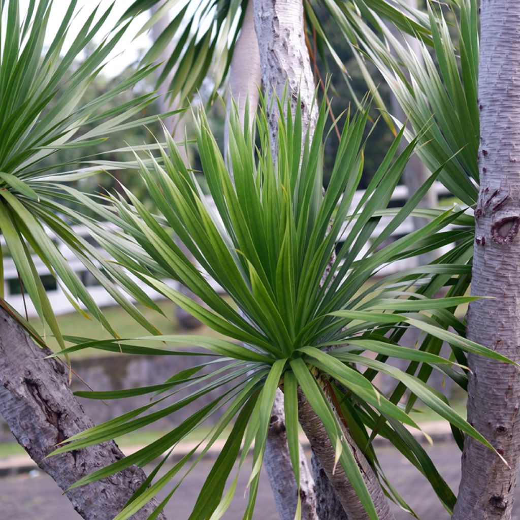 Grüne Cordyline australis (Samen) - Keulenlilie