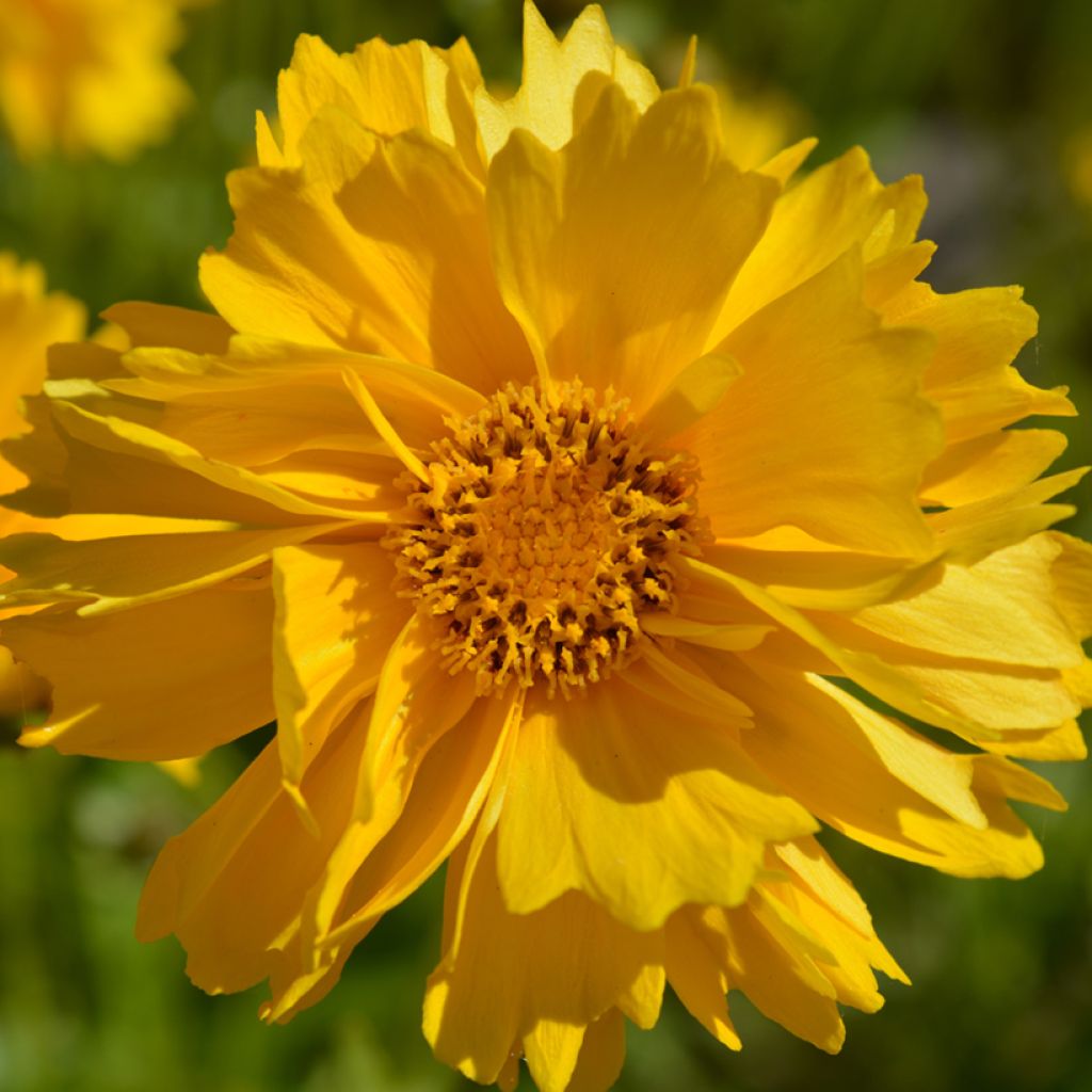Großblumige Mädchenauge Presto (Samen) - Coreopsis grandiflora