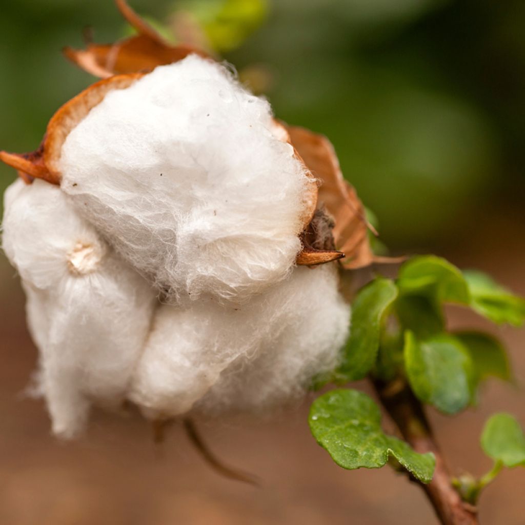 Baumwollpflanze (Samen) - Gossypium herbaceum