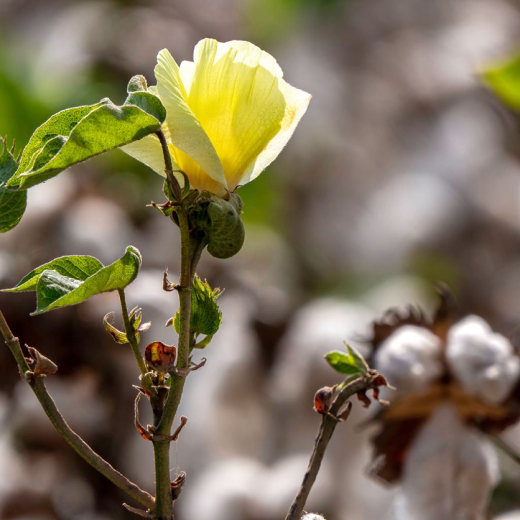 Baumwollpflanze (Samen) - Gossypium herbaceum