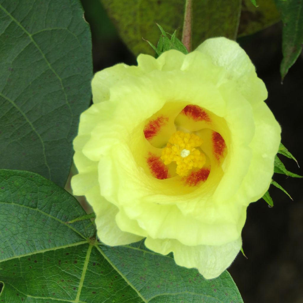 Baumwollpflanze (Samen) - Gossypium herbaceum