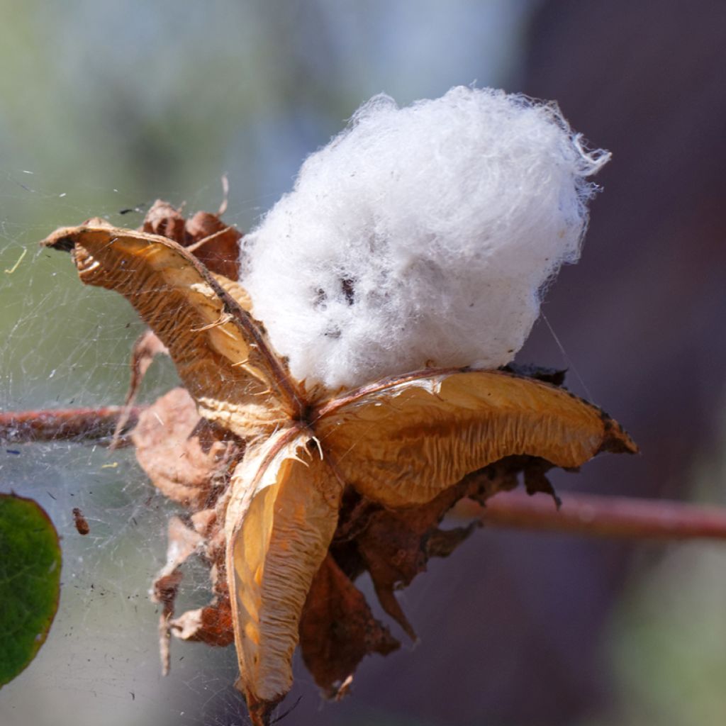 Baumwollpflanze (Samen) - Gossypium herbaceum
