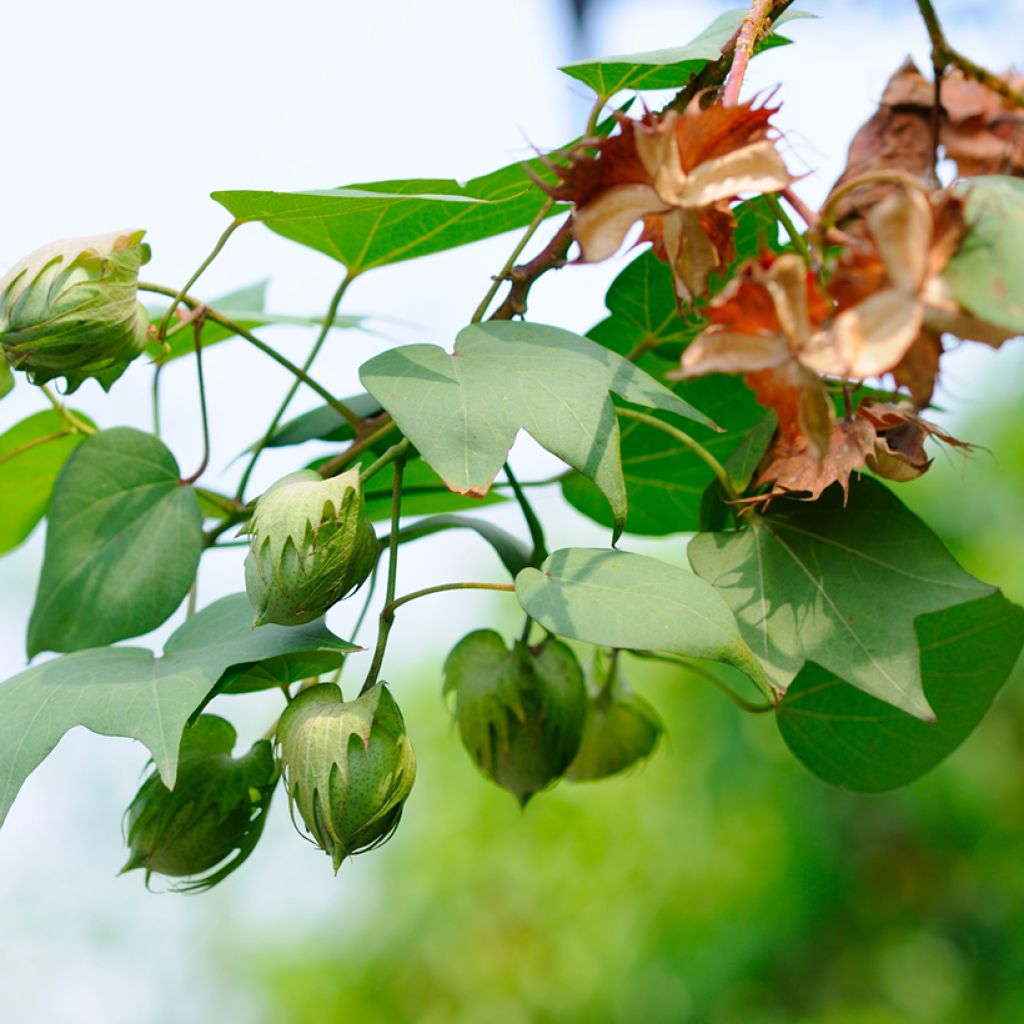 Baumwollpflanze (Samen) - Gossypium herbaceum