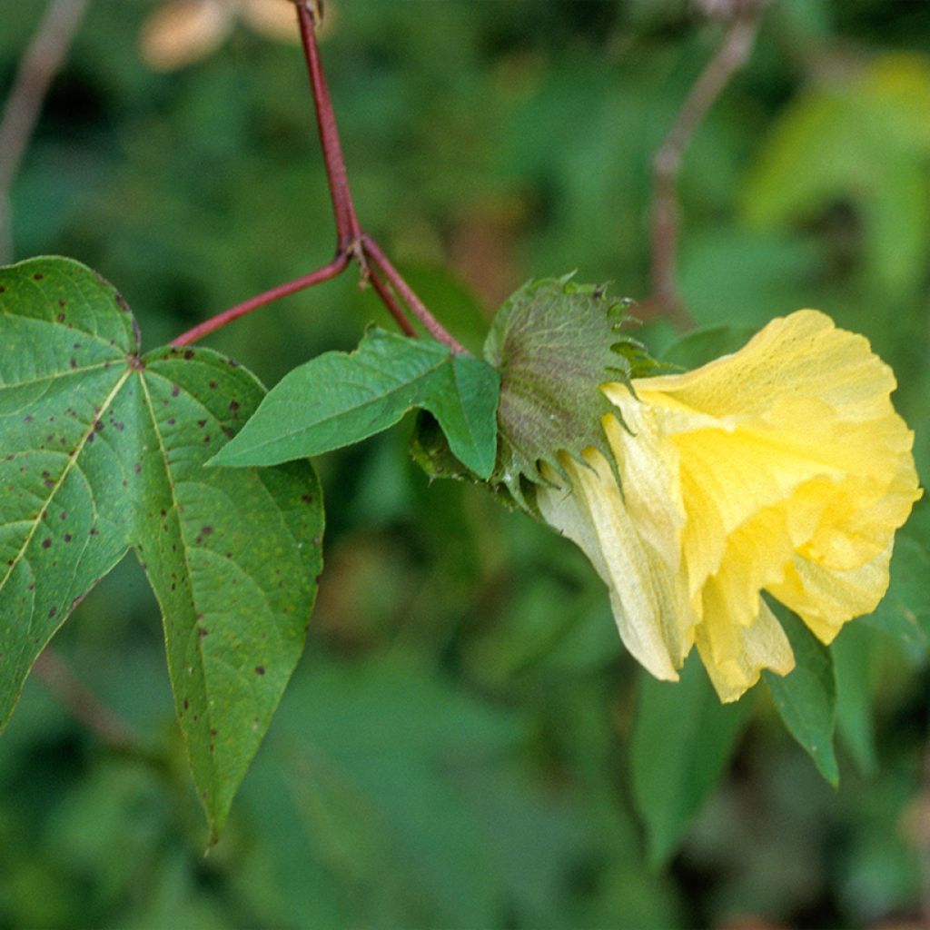 Baumwollpflanze (Samen) - Gossypium herbaceum