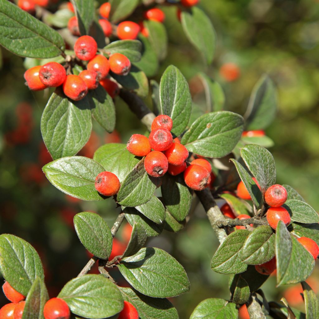 Cotoneaster franchetii (Samen) - Zwergmispel