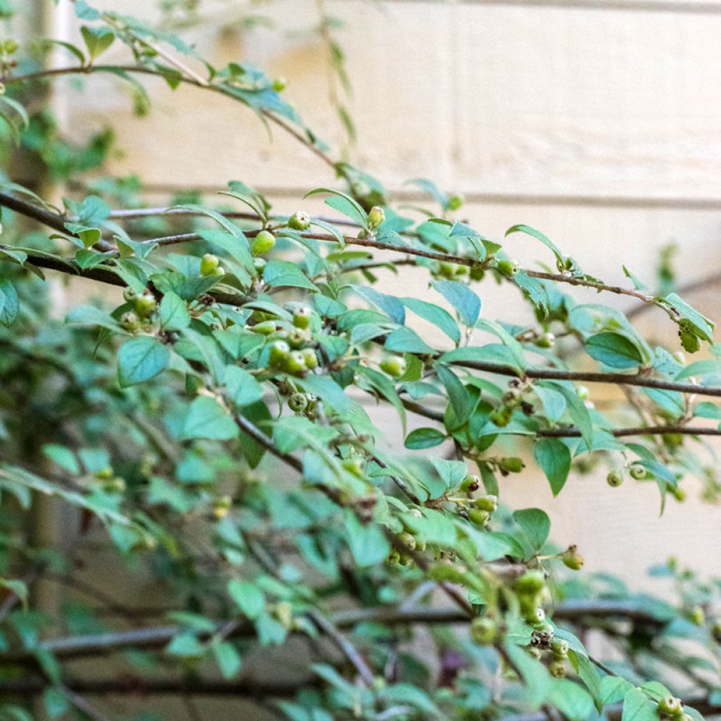 Cotoneaster franchetii (Samen) - Zwergmispel