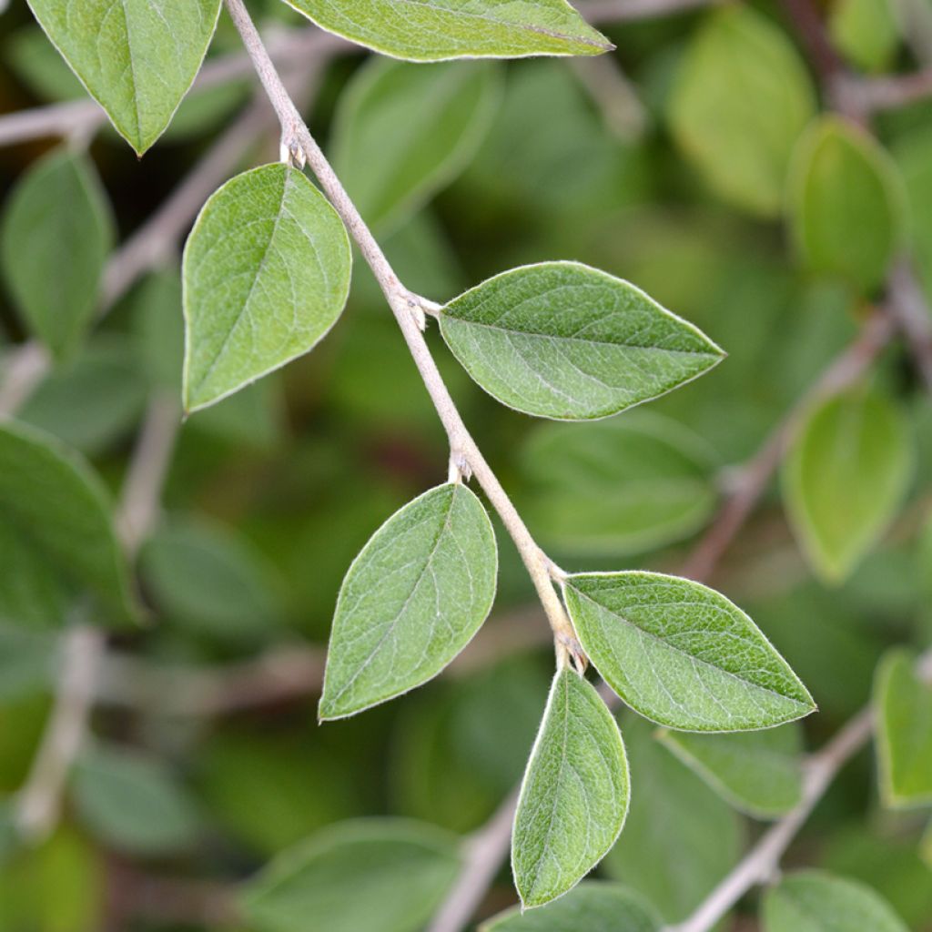 Cotoneaster franchetii (Samen) - Zwergmispel