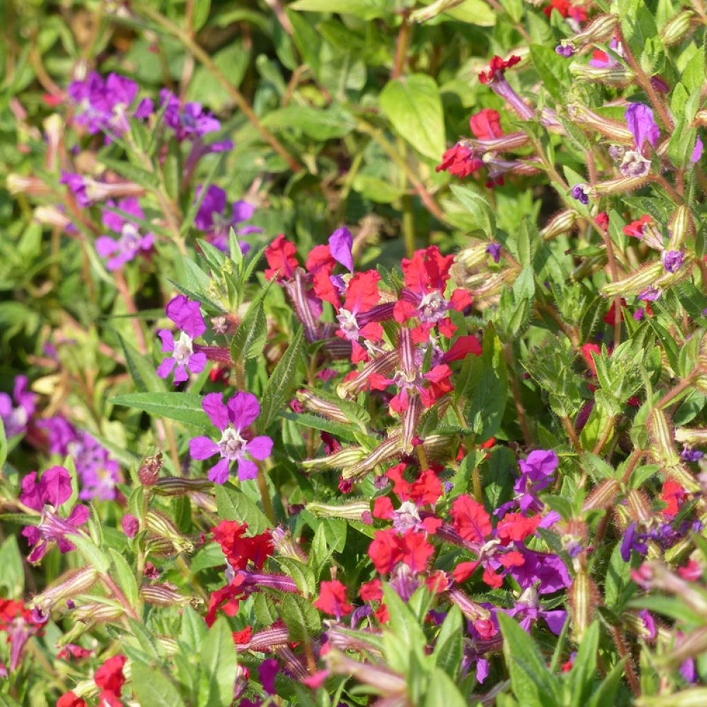 Cuphea miniata Mix (Samen) - Zigarettenblümchen