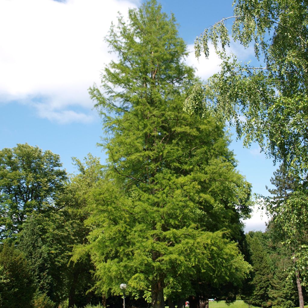 Taxodium distichum (Samen) - Sumpfzypresse