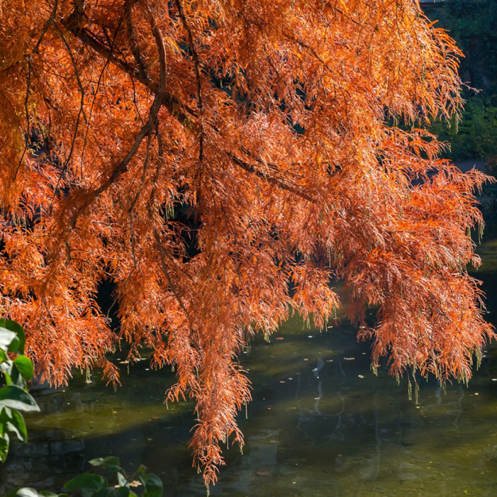 Taxodium distichum (Samen) - Sumpfzypresse