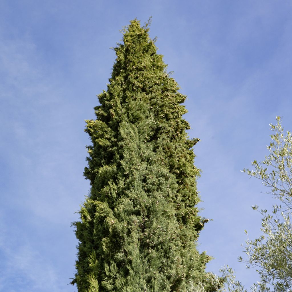 Cupressus sempervirens (Samen) - Echte-Zypresse