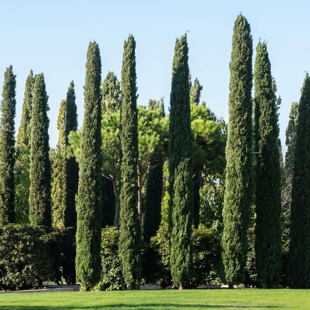 Cupressus sempervirens (Samen) - Echte-Zypresse