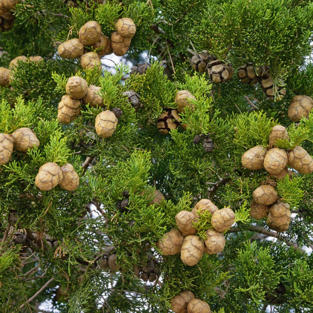 Cupressus sempervirens (Samen) - Echte-Zypresse