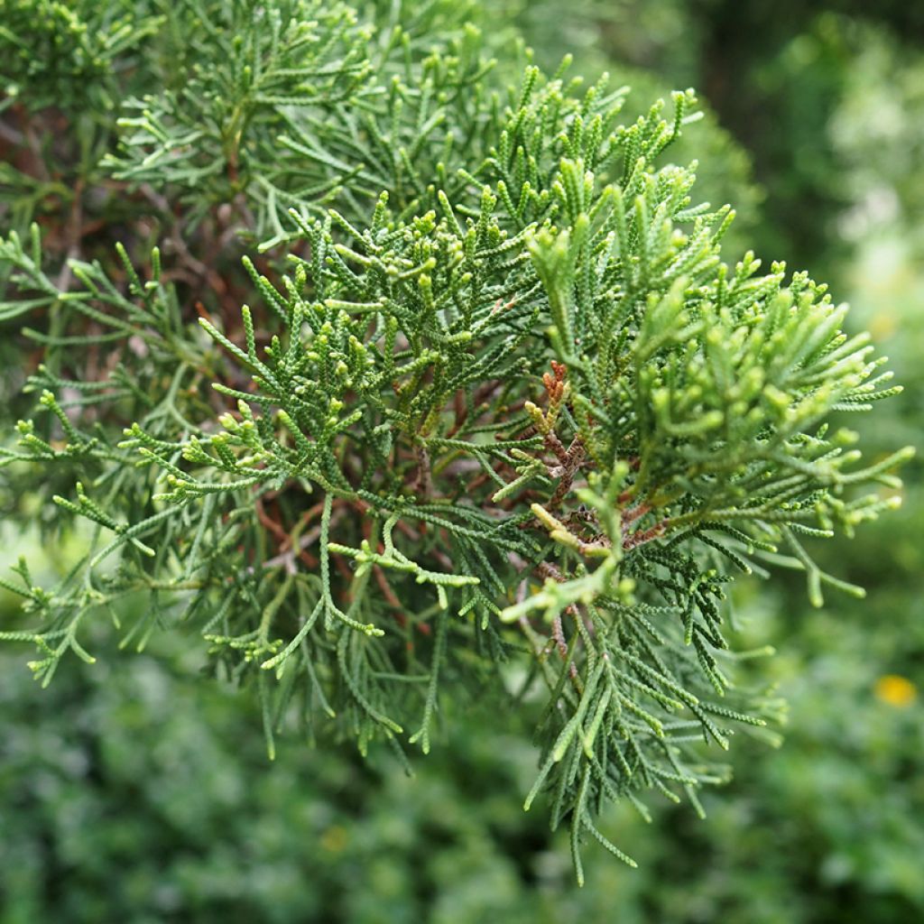 Cupressus sempervirens (Samen) - Echte-Zypresse