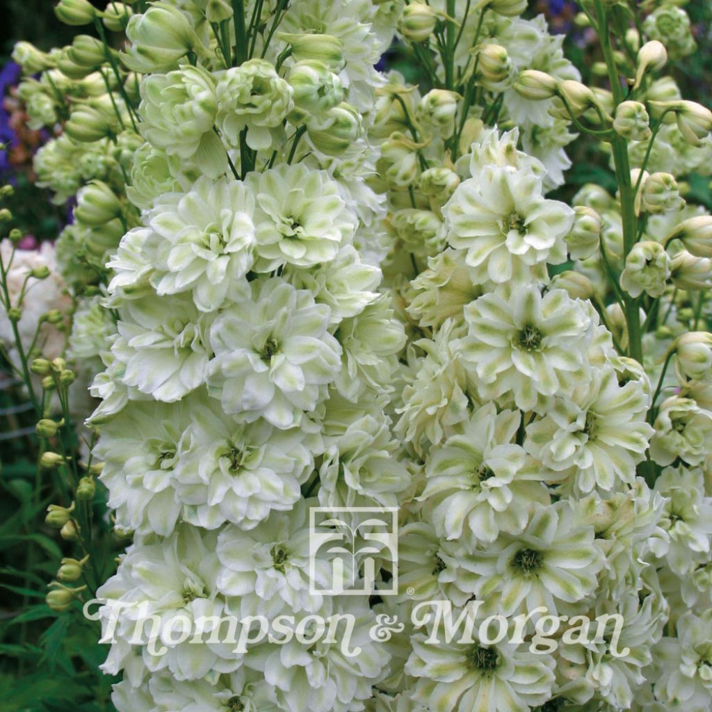Hoher Rittersporn Green Twist (Samen) - Delphinium