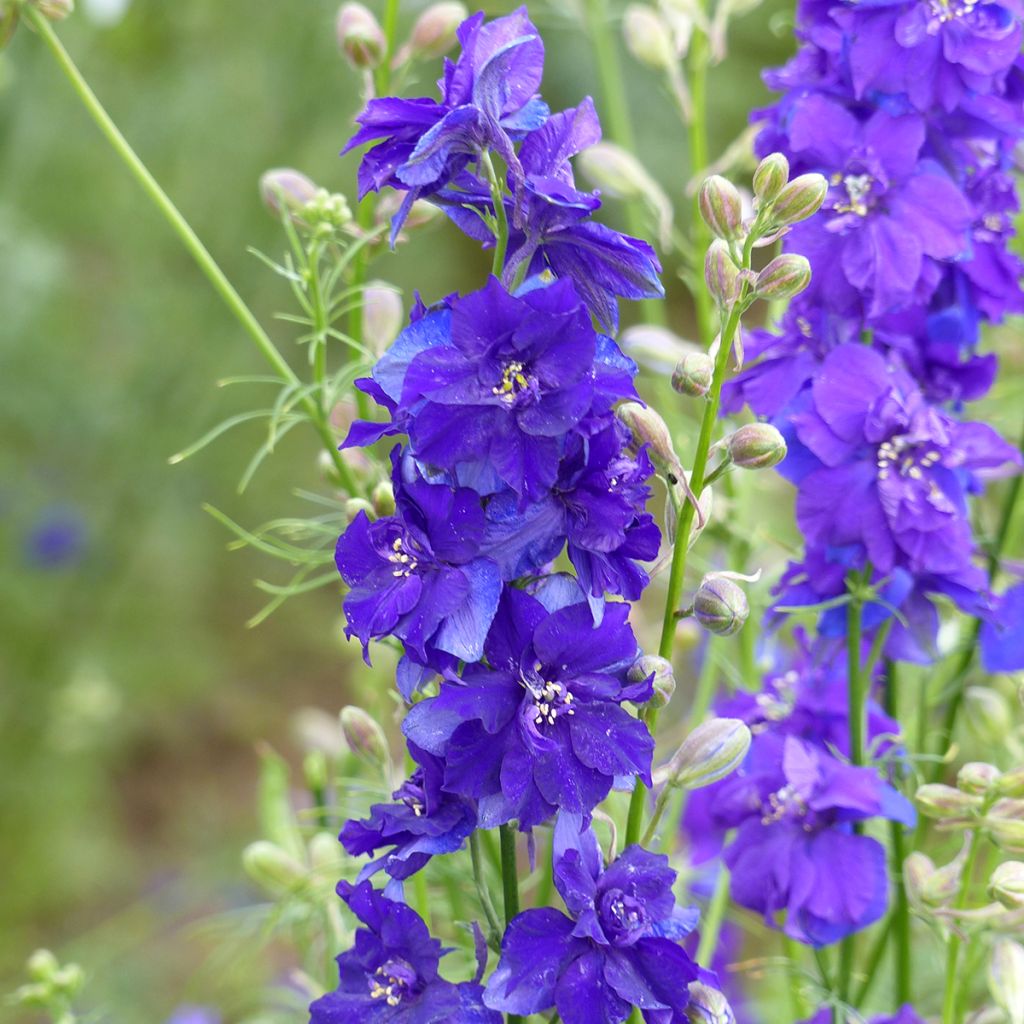Delphinium Imperial QIS Dark Blue (Samen) - Garten-Rittersporn
