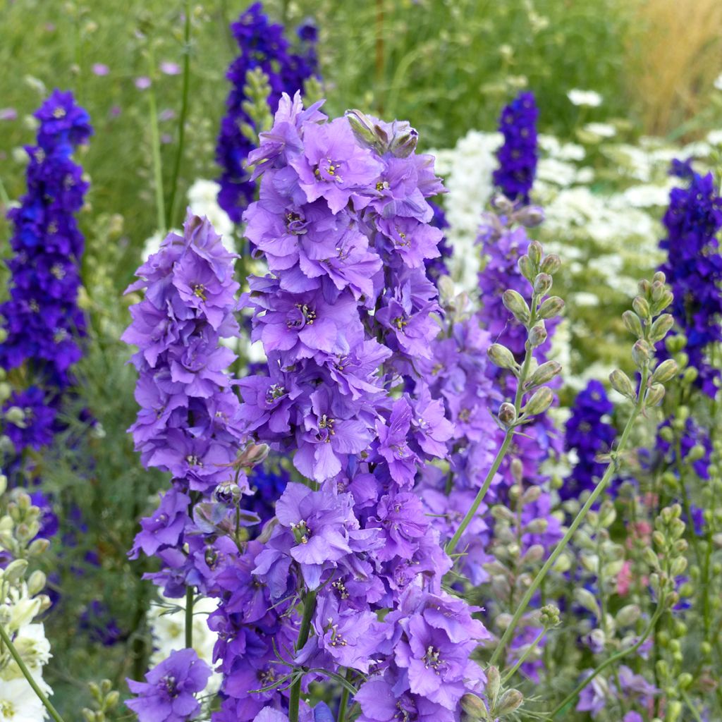 Delphinium Imperial QIS Lilac (Samen) - Garten-Rittersporn