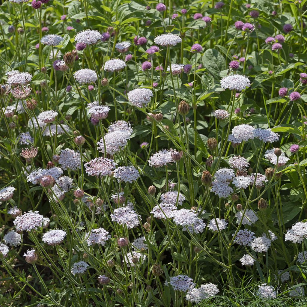 Trachymene coerulea Lace Heavenly Umbels (Samen) - Blaudolde