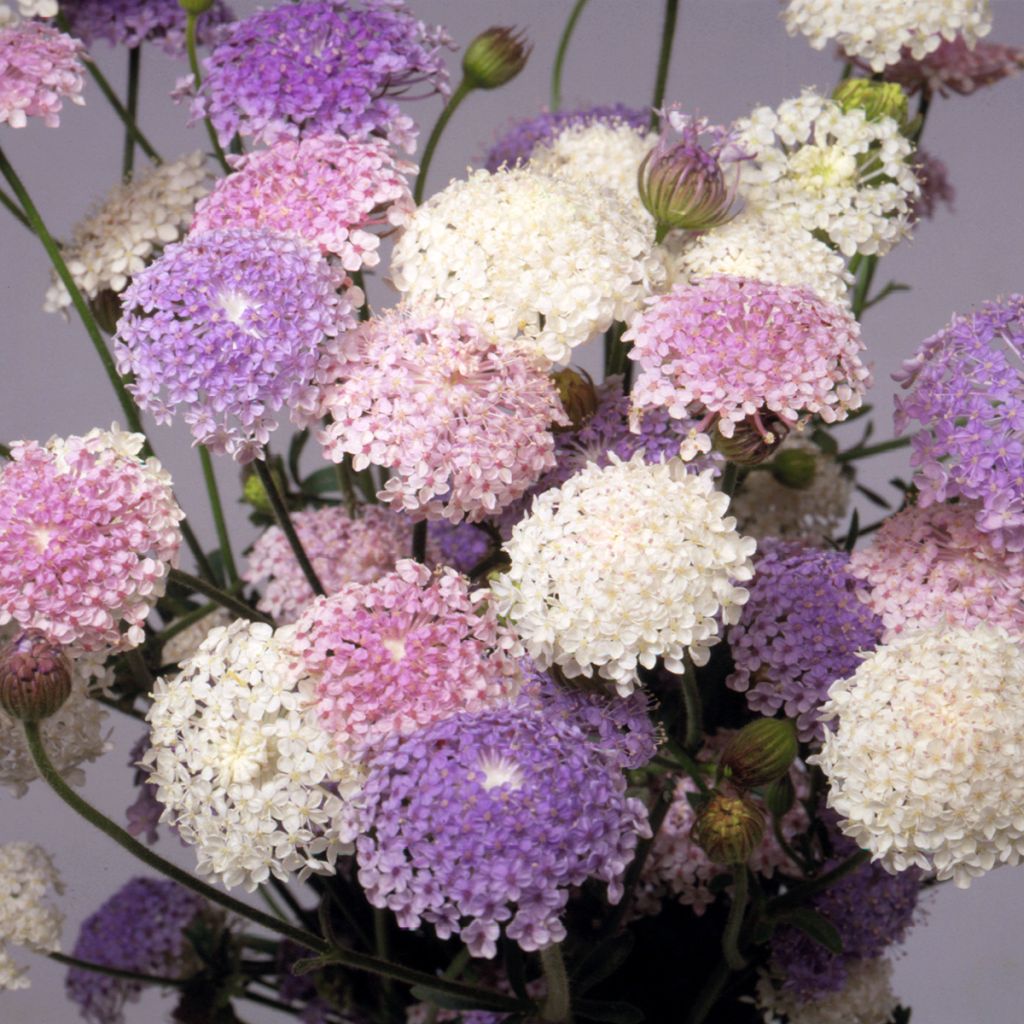 Trachymene coerulea Lace Heavenly Umbels (Samen) - Blaudolde