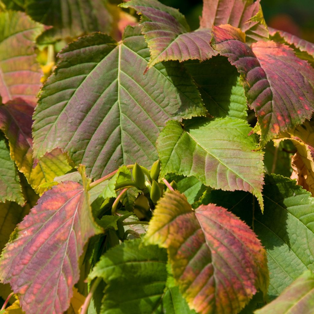 Schlangenhautahornsamen - Acer davidii