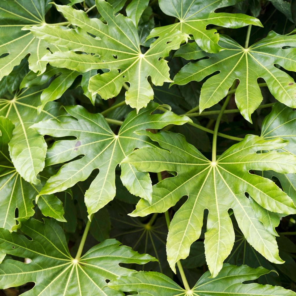 Fatsia japonica (Samen) - Zimmeraralie