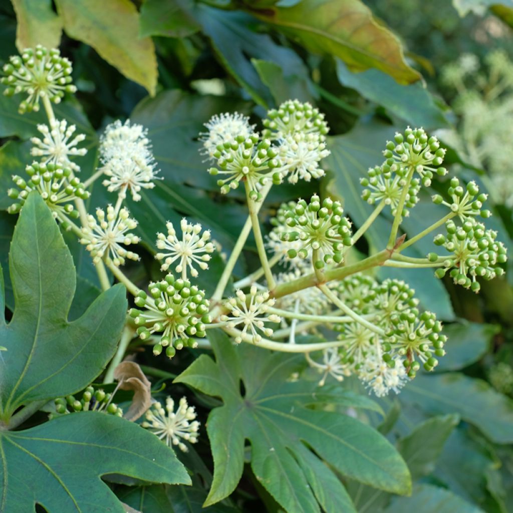 Fatsia japonica (Samen) - Zimmeraralie