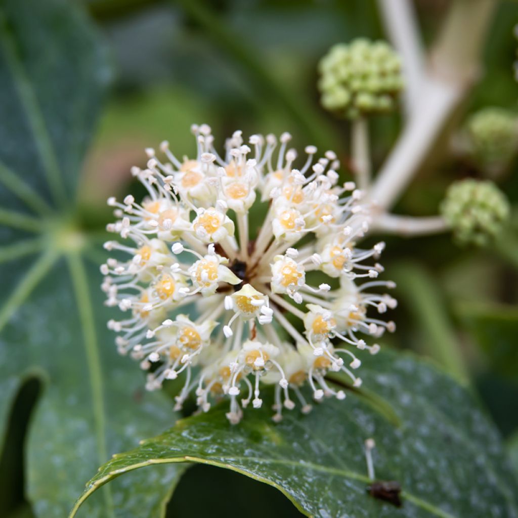 Fatsia japonica (Samen) - Zimmeraralie