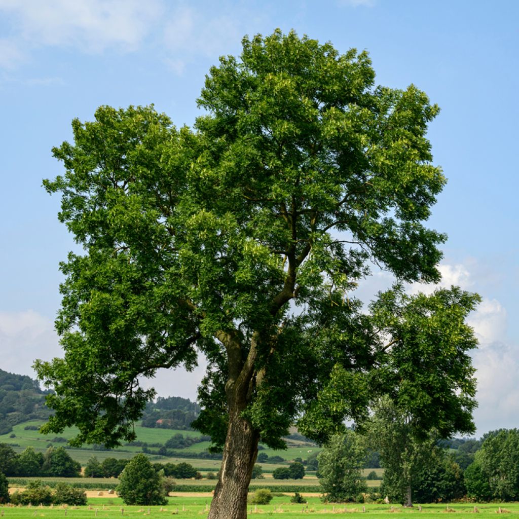 Gemeine Esche (Samen) - Fraxinus excelsior