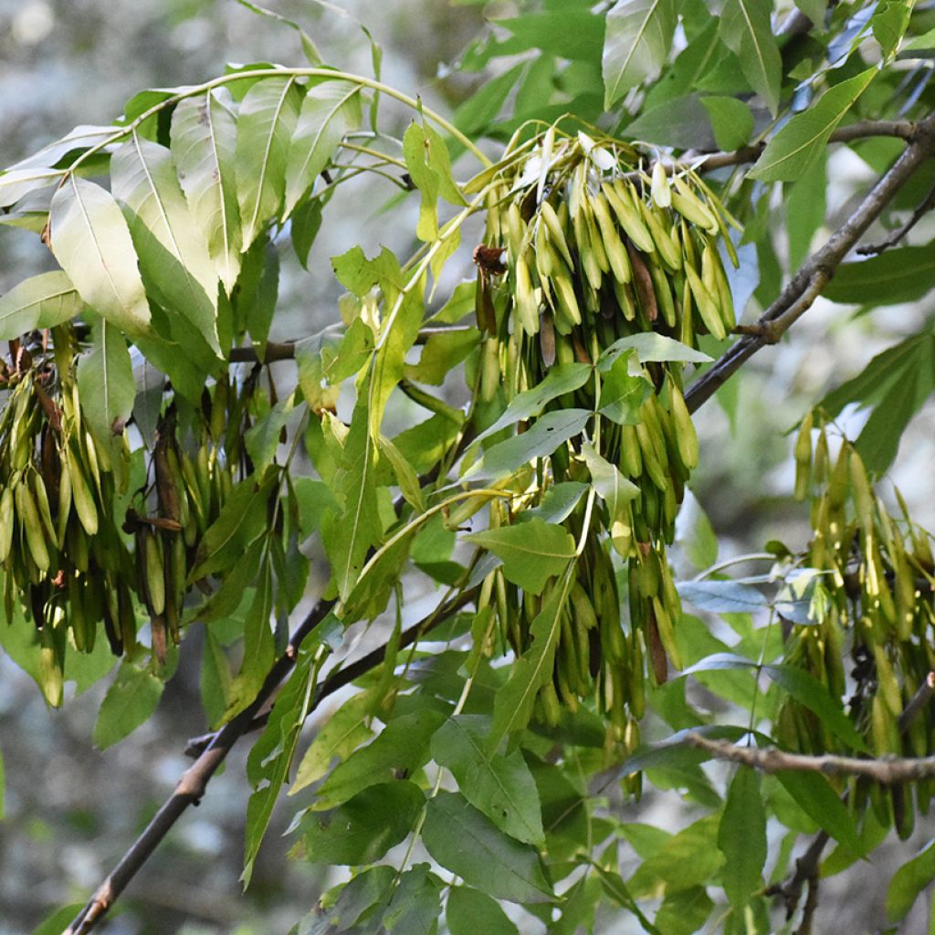 Gemeine Esche (Samen) - Fraxinus excelsior
