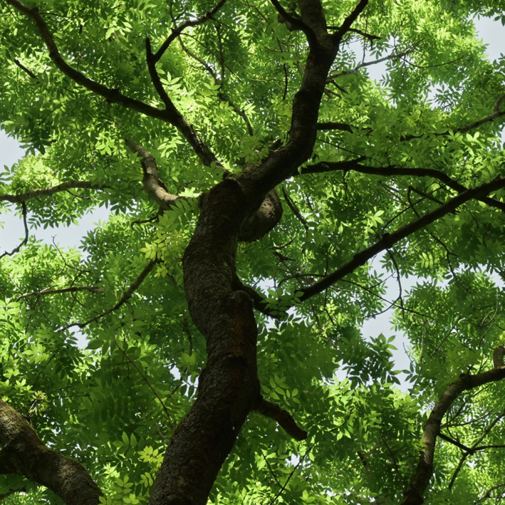 Gemeine Esche (Samen) - Fraxinus excelsior