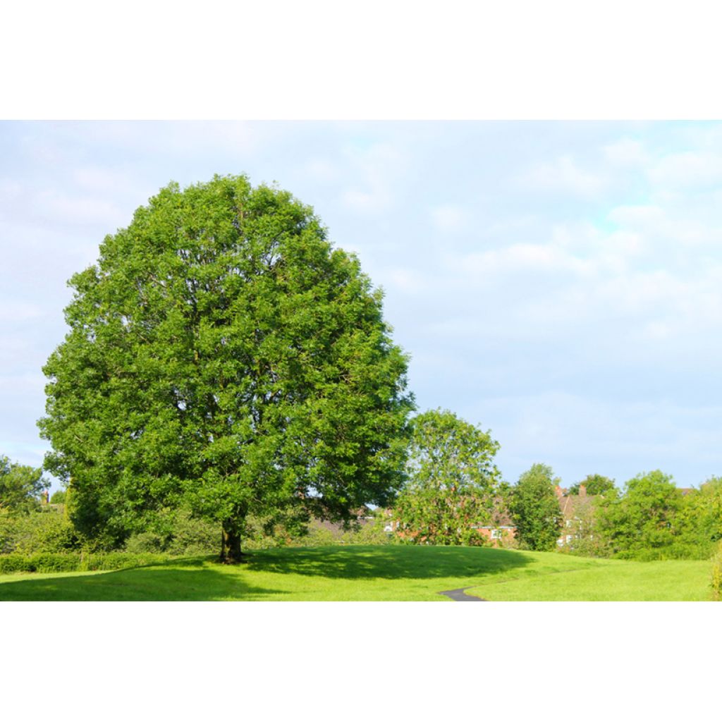 Gemeine Esche (Samen) - Fraxinus excelsior