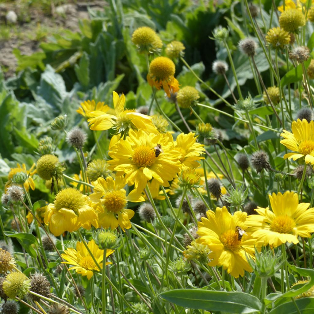 Kokardenblume Aurea Pura (Samen) - Gaillardia grandiflora