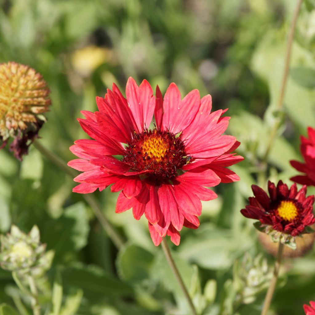 Kokardenblume Burgunder (Samen) - Gaillardia grandiflora