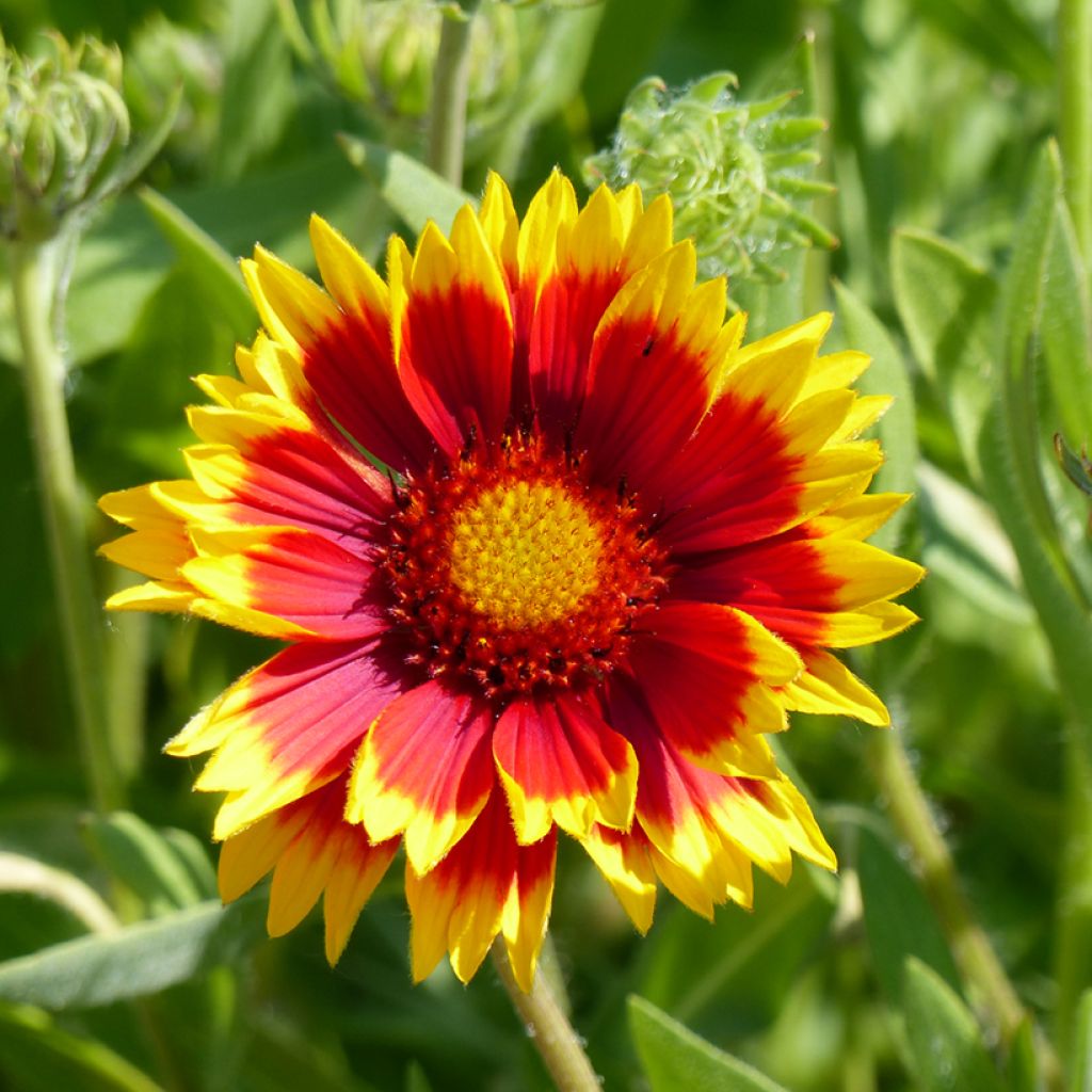Kokardenblume Dazzler (Samen) - Gaillardia grandiflora