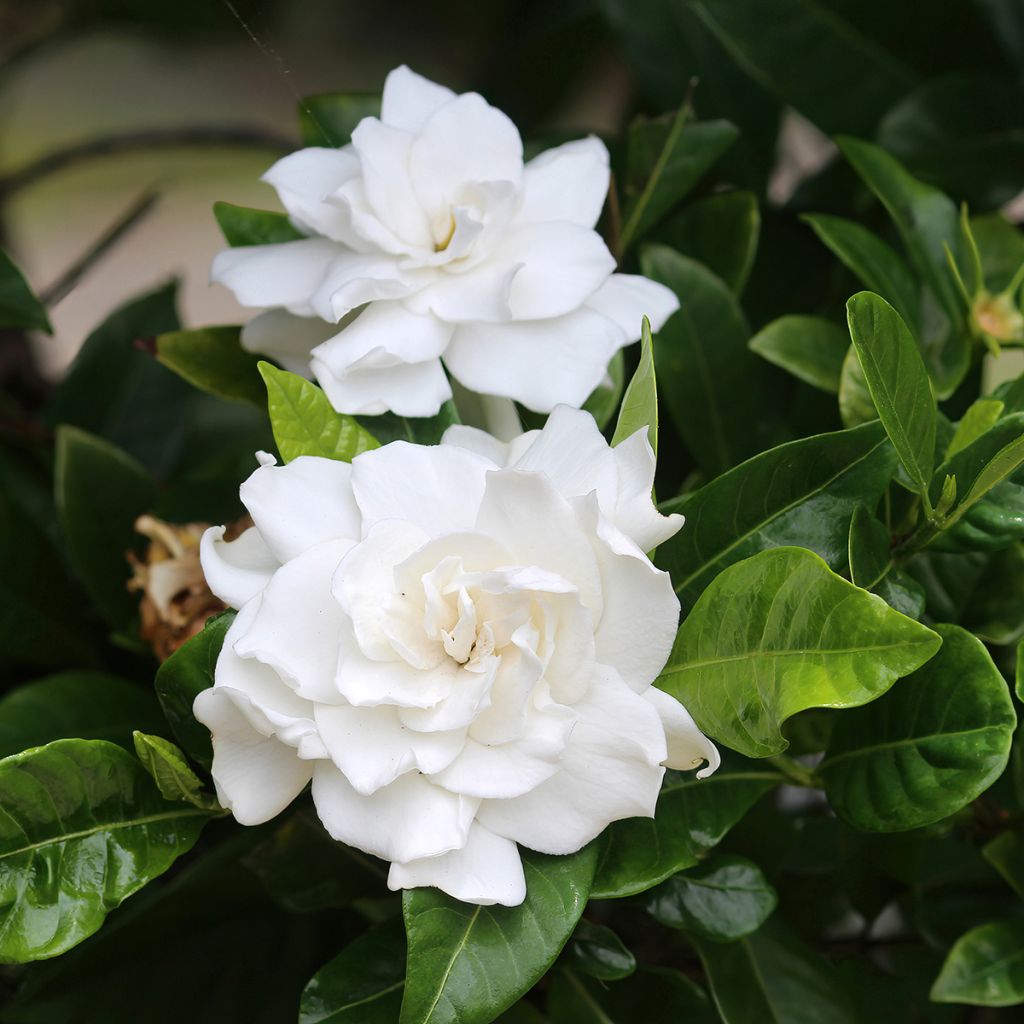Gardenie (Samen) - Gardenia jasminoides