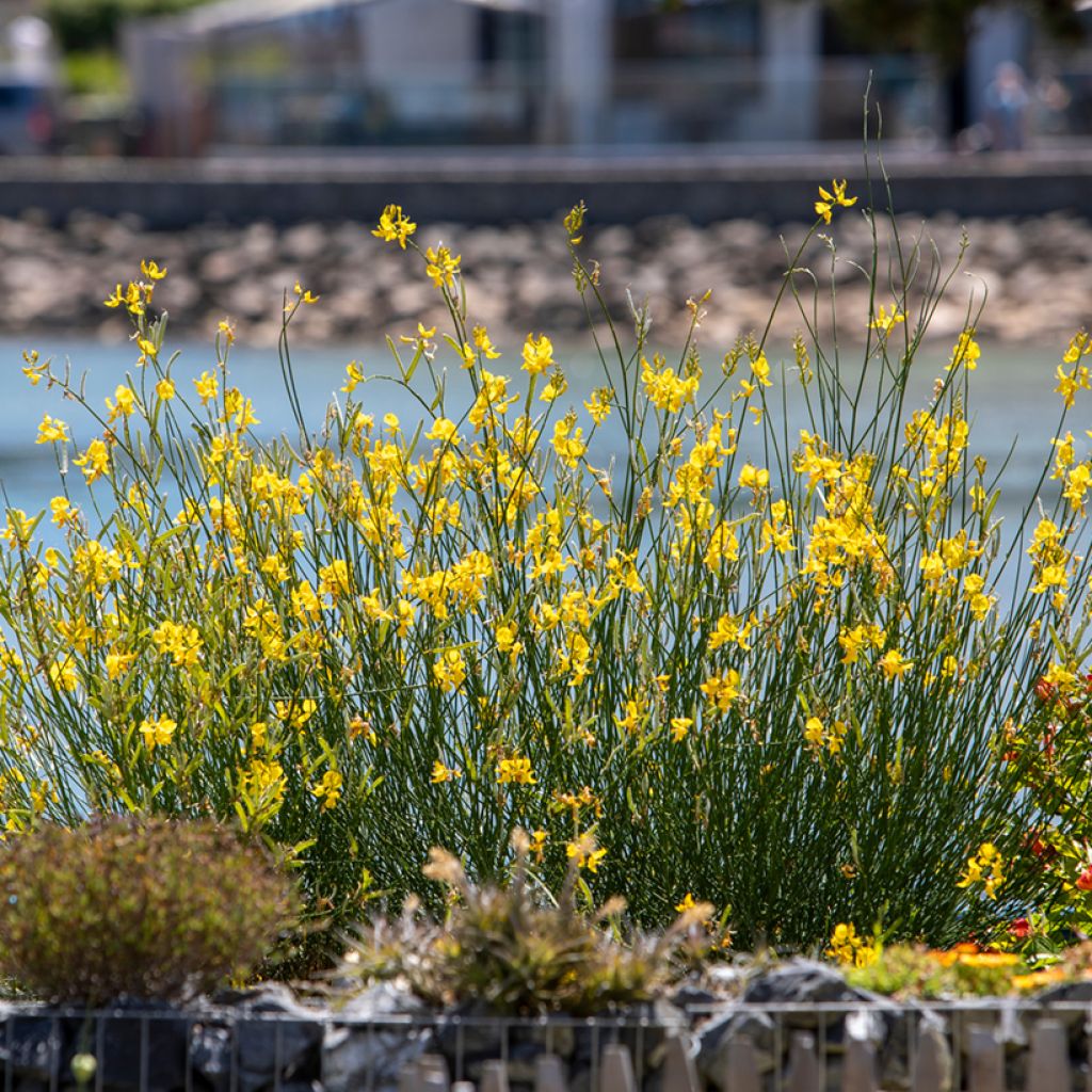 Edelginster (Samen) - Cytisus scoparius