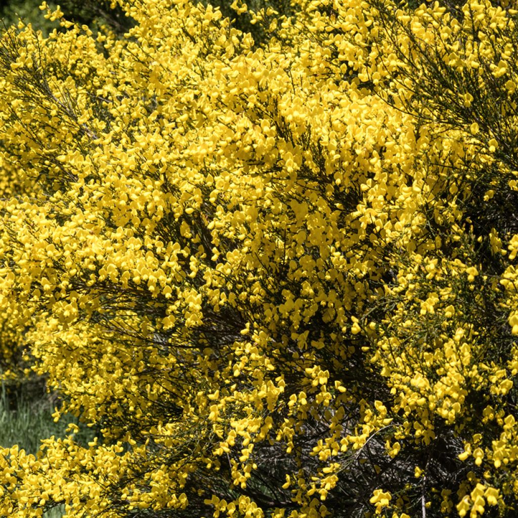 Edelginster (Samen) - Cytisus scoparius