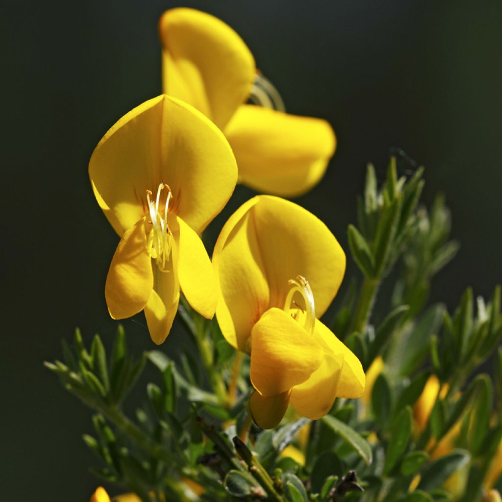 Edelginster (Samen) - Cytisus scoparius
