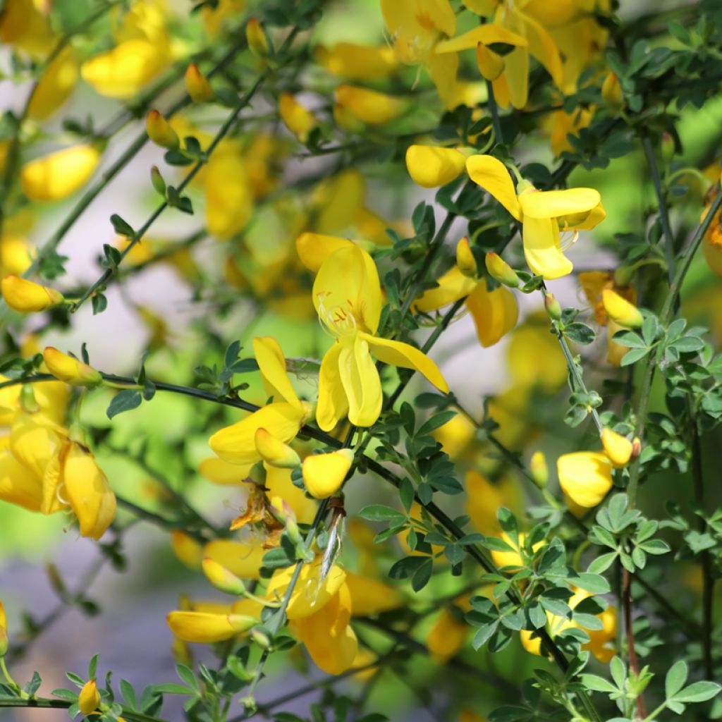 Edelginster (Samen) - Cytisus scoparius